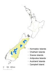 Veronica cupressoides distribution map based on databased records at AK, CHR & WELT.
 Image: K.Boardman © Landcare Research 2022 CC-BY 4.0